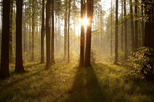 Soluppgången genom träden i skogen — Stockfoto