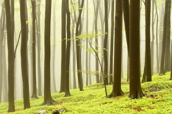 Mistige voorjaar bos — Stockfoto