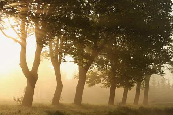 Bäume im Gegenlicht der aufgehenden Sonne — Stockfoto