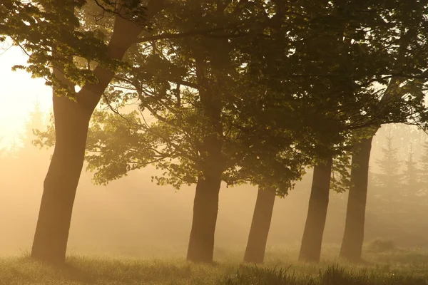Árvores iluminadas pelo sol nascente — Fotografia de Stock