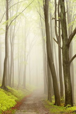 Misty spring forest clipart