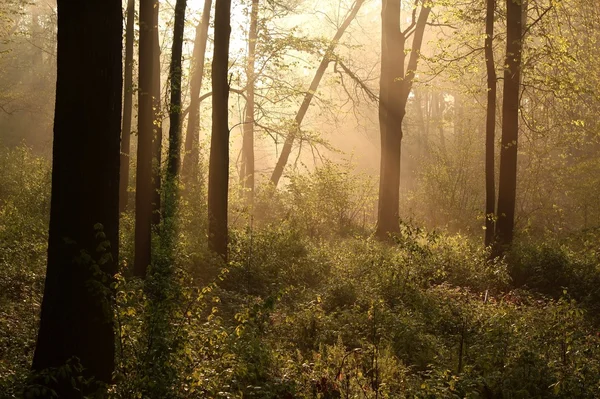 Весенний лес на рассвете — стоковое фото