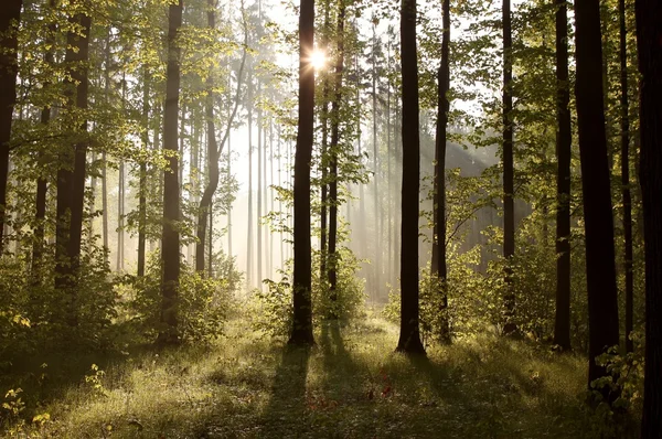 森の中の日の出 — ストック写真
