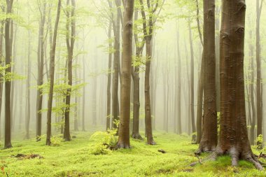 Beech forest in the fog clipart