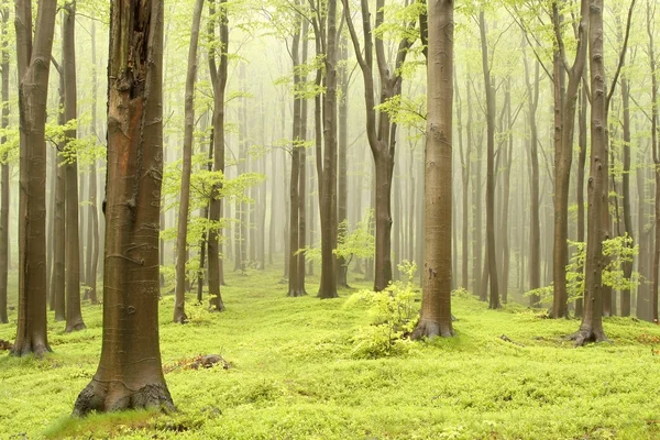 Spring beech forest — Stock Photo, Image