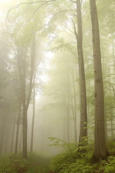 신비로운 숲 — 스톡 사진