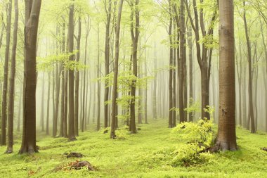 Misty beech forest clipart