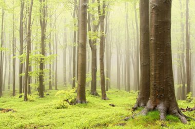 Spring beech forest clipart