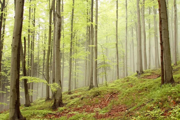 Bahar kayın ormanı — Stok fotoğraf