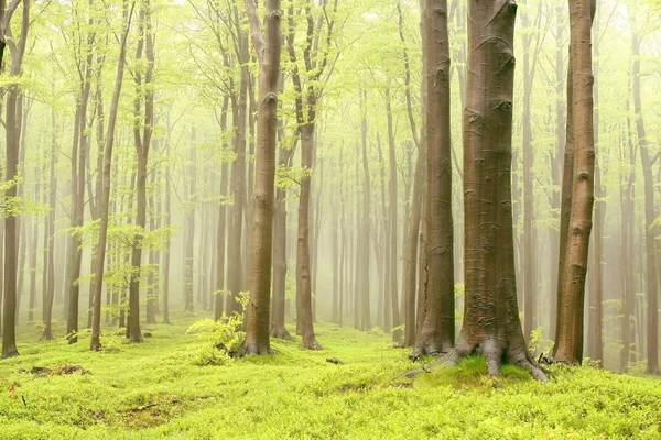 Wiosna Mglisty las — Zdjęcie stockowe