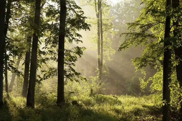 Vårskog i gryningen — Stockfoto