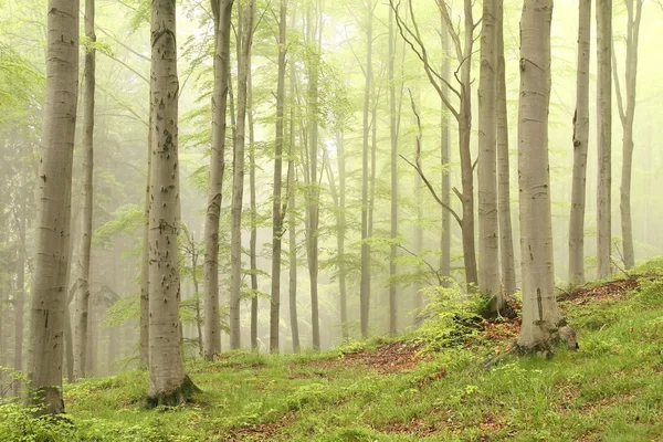 霧のブナ林 — ストック写真