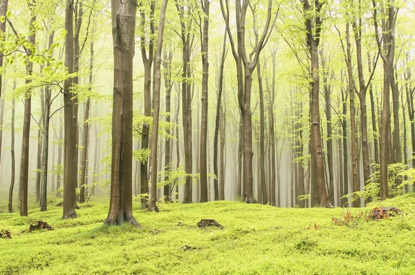 Ködös tavaszi erdő — Stock Fotó