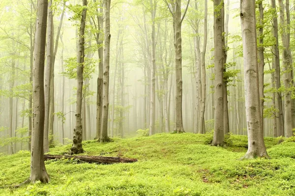 Verzauberter Frühlingswald — Stockfoto