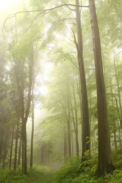 Geheimnisvoller Wald — Stockfoto