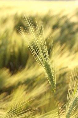 Ear of wheat clipart