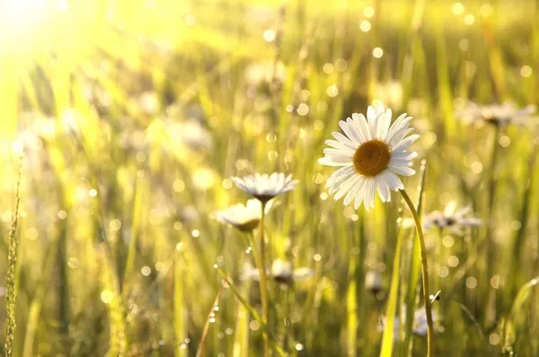 在阳光下的雏菊 — 图库照片