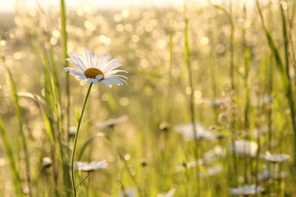 Daisy in a meadow — Stock Photo, Image