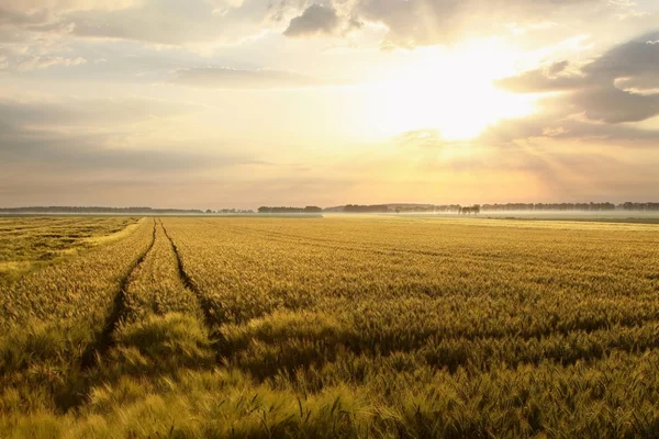 Summer sunrise over the field — Stock Photo, Image