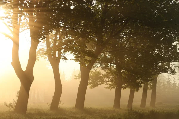Ahornbäume im Morgengrauen — Stockfoto