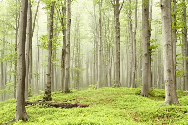 Dimmiga våren skog — Stockfoto