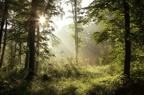 Morgensonne fällt in nebligen Wald — Stockfoto