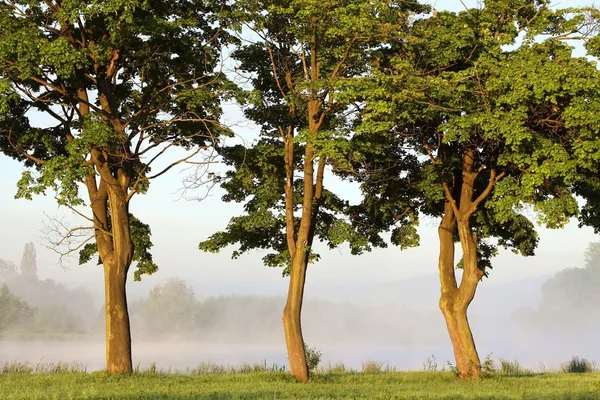 Maple bomen bij dageraad — Stockfoto