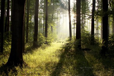 Sunlight falling into forest clipart