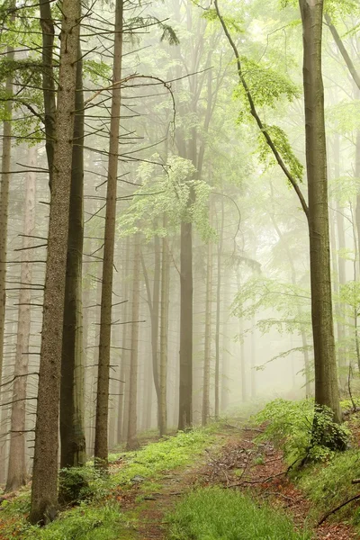 Wandelpad in het mistige bos — Stockfoto