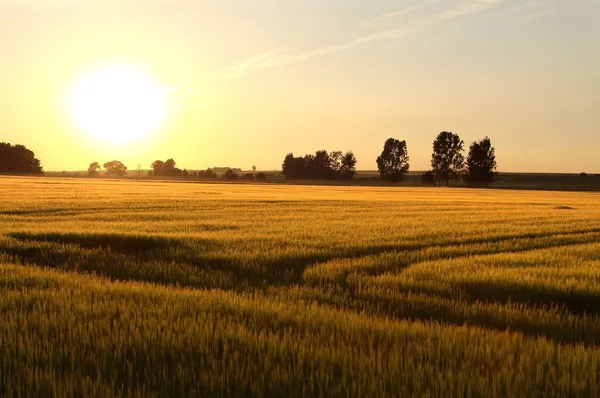 夕暮れ時に穀物のフィールド — ストック写真