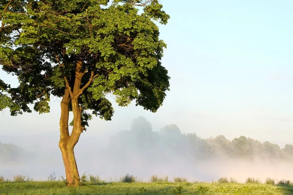 Drzewo klon świcie — Zdjęcie stockowe