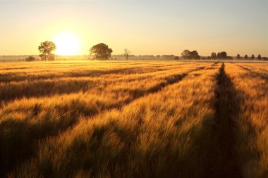 Sunrise over the fields clipart