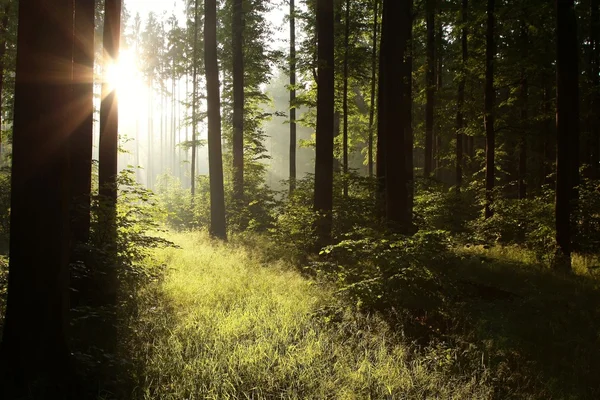 Solljus faller i skogen — Stockfoto