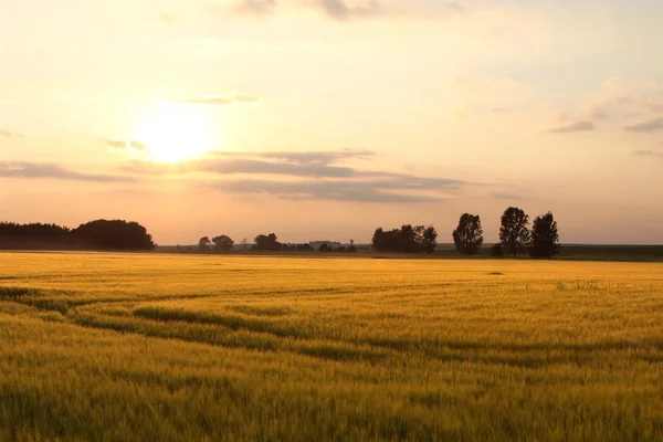 Sunset over the fields — Stock Photo, Image