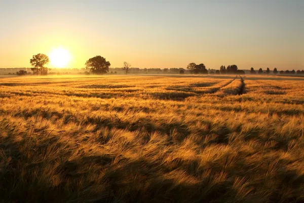 Sunrise over the fields — Stock Photo, Image