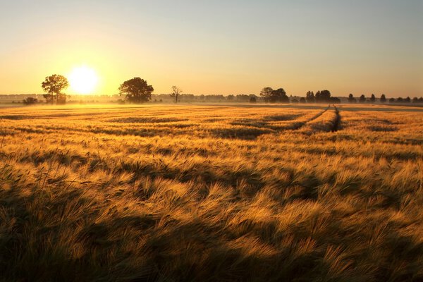 Sunrise over the fields