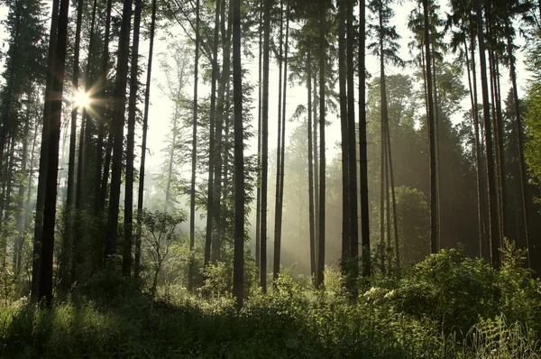 Хвойний ліс — стокове фото