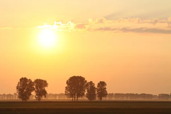 Sunrise over the trees — Stock Photo, Image