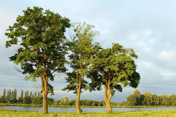 Δέντρα σφενδάμνου ξημερώματα — Φωτογραφία Αρχείου