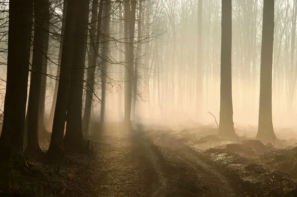 神秘森林 — 图库照片