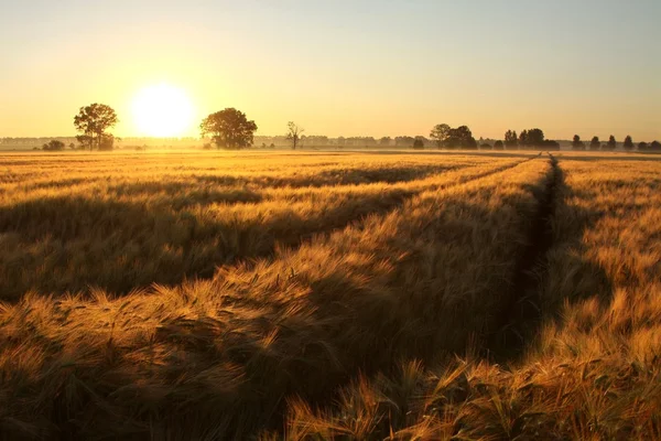 Sonnenaufgang über den Feldern — Stockfoto