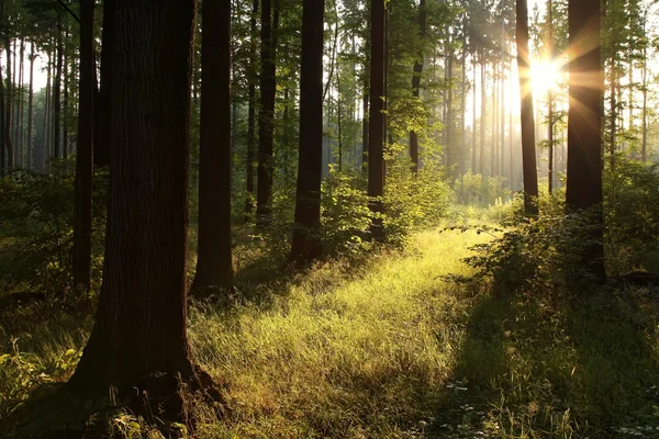 Sommerwald im Morgengrauen — Stockfoto