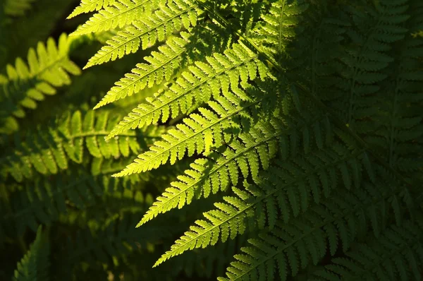 Fern in the forest — Stock Photo, Image
