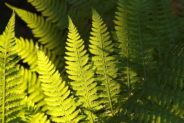 Fern in the forest clipart