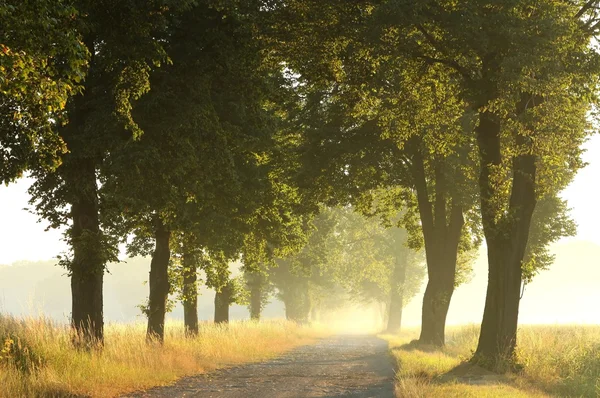 Country road at dawn — Stock Photo, Image