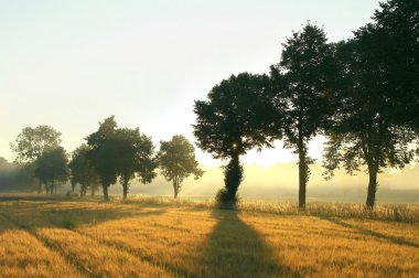 sunrise, ağaçlar