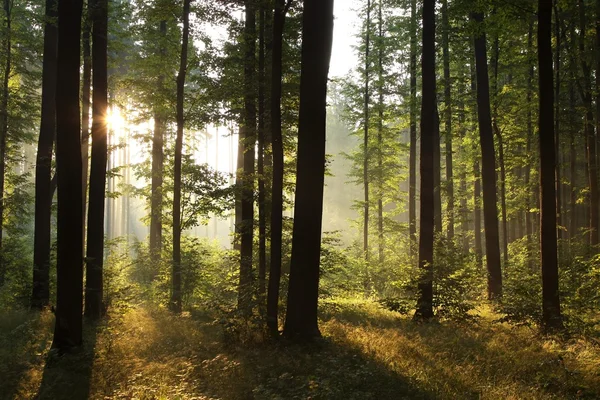 Forêt brumeuse à l'aube — Photo
