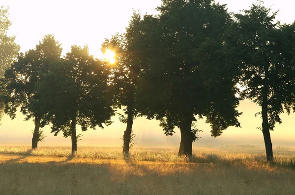 Rural scenery at dawn — Stock Photo, Image