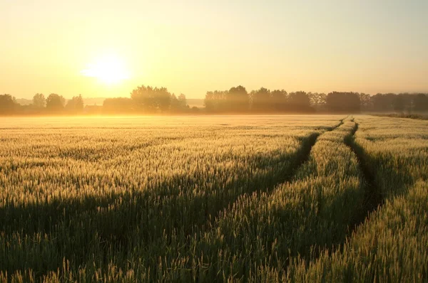 Rural landscape at dawn — Stock Photo, Image