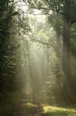 Forest at dawn clipart